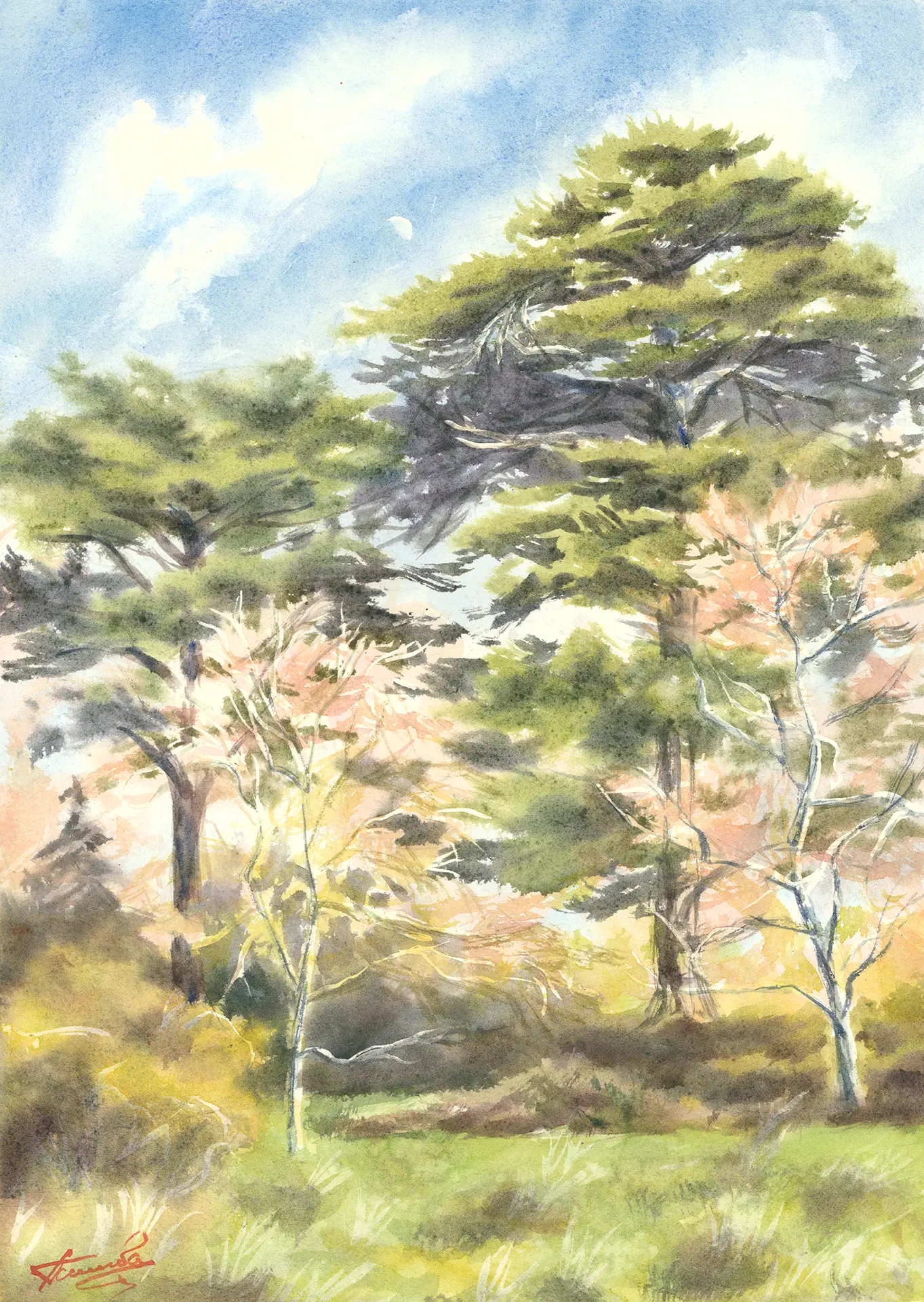 Veteran pines at Pembroke Lodge in Richmond Park, dark canopies against a bright blue sky, warm light catching the trees and bracken below.